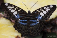 Pictures of the Butterflies at Changi Airport in Singapore. Taken on 6 July 2012.