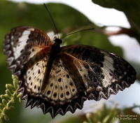 Pictures of the Butterflies at Changi Airport in Singapore. Taken on 6 July 2012.