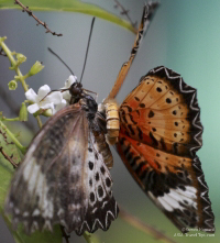Pictures of the Butterflies at Changi Airport in Singapore. Taken on 6 July 2012.
