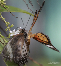 Pictures of the Butterflies at Changi Airport in Singapore. Taken on 6 July 2012.