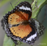 Pictures of the Butterflies at Changi Airport in Singapore. Taken on 6 July 2012.