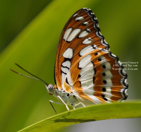 Changi Butterfly in T3