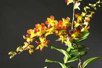 The hybrid Dendrobium Marina Mandarin has become the first Singapore-bred orchid named after a hotel in Singapore - click to enlarge