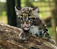 Singapore's Night Safari Celebrates Birth of Rare Clouded Leopards
