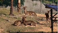 Some beautiful deer at The Orchard Wellness and Health Resort in Melaka, Malaysia