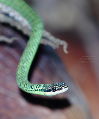 Snake in Thailand