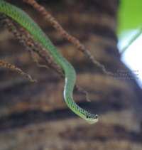 Snake in Thailand