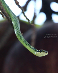 Snake in Thailand