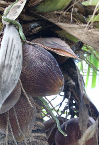 Snake in Thailand