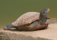 Wild Urban Turtle in Thailand