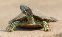 Wild Urban Turtle in Thailand