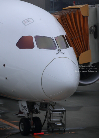 Nose of a Japan Airlines (JAL) aircraft