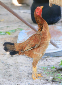Wild house chicken (gai baan) in Roi-Et, Thailand.