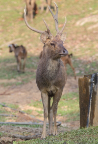 Deer at a resort in Malaysia