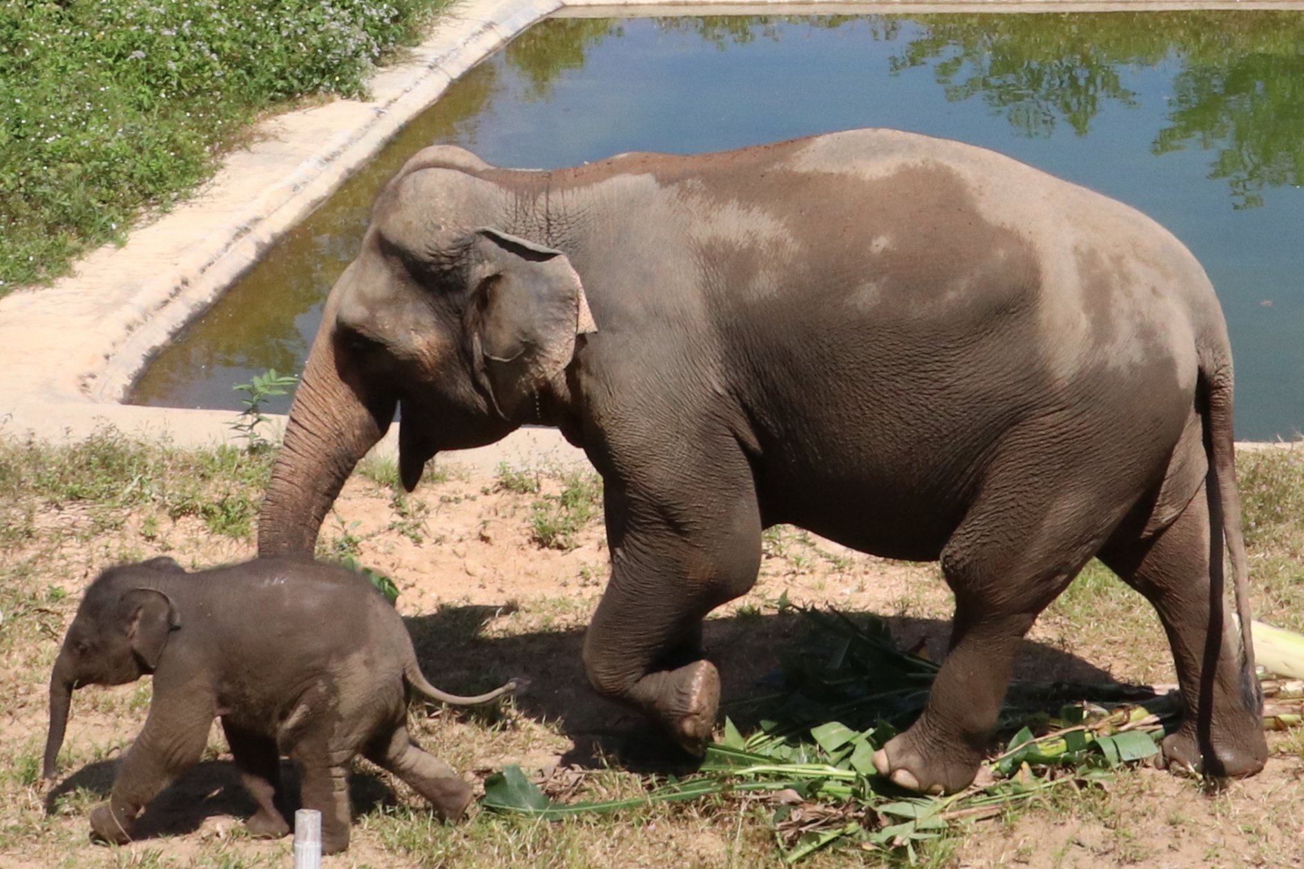 The first Meli resort to open in Thailand has provided land for a community farm to help feed elephants rescued from exploitation. Located 200 metres from Meli Koh Samui on the north-eastern tip of Koh Samui island, the 250 square metre farm supports 200 banana trees, as well as additional elephant fodder such as napier and sweet grass. Click to enlarge.