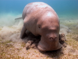 A dugong, or sea cow as they are sometimes called, eating sea grass.