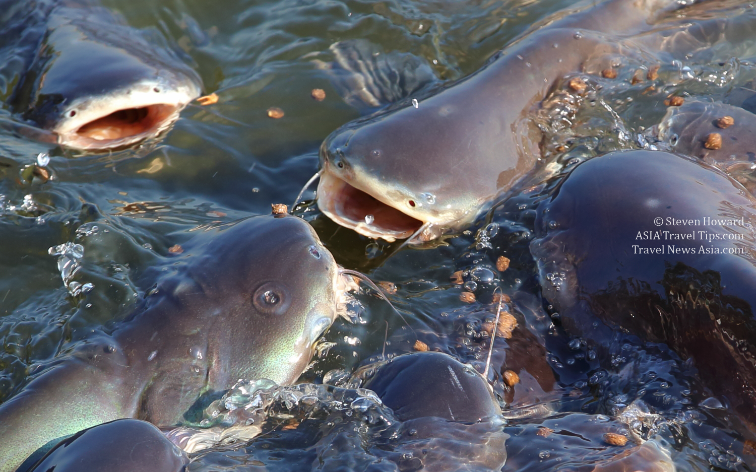 Feeding fish at a temple along the Chao Phraya River in Bangkok is a fun thing to do for locals and tourists alike