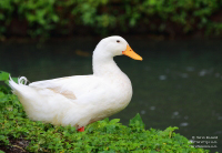 A smiling, happy duck living in luxury at the Anantara Mai Khao Phuket Villas in Thailand.