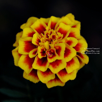 Beautiful Flower, Thailand - 2013