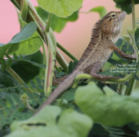 Picture of a Thai Lizard Posing