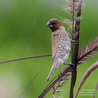 Scaly-Breasted Munia in Phuket, Thailand