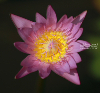 Picture of a Water Lily