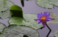 Water Lily in Phuket