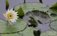 Water Lily in Phuket