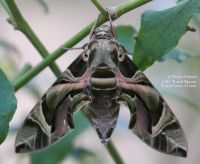 Picture of a Thai Woodland Moth